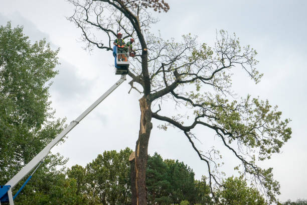 Best Firewood Processing and Delivery  in Laurel Hill, VA