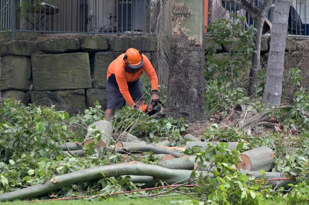 Professional Tree Services in Laurel Hill, VA