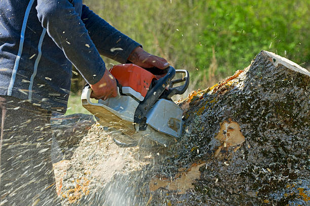 How Our Tree Care Process Works  in Laurel Hill, VA